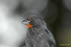 Lesser Antillean Bullfinch